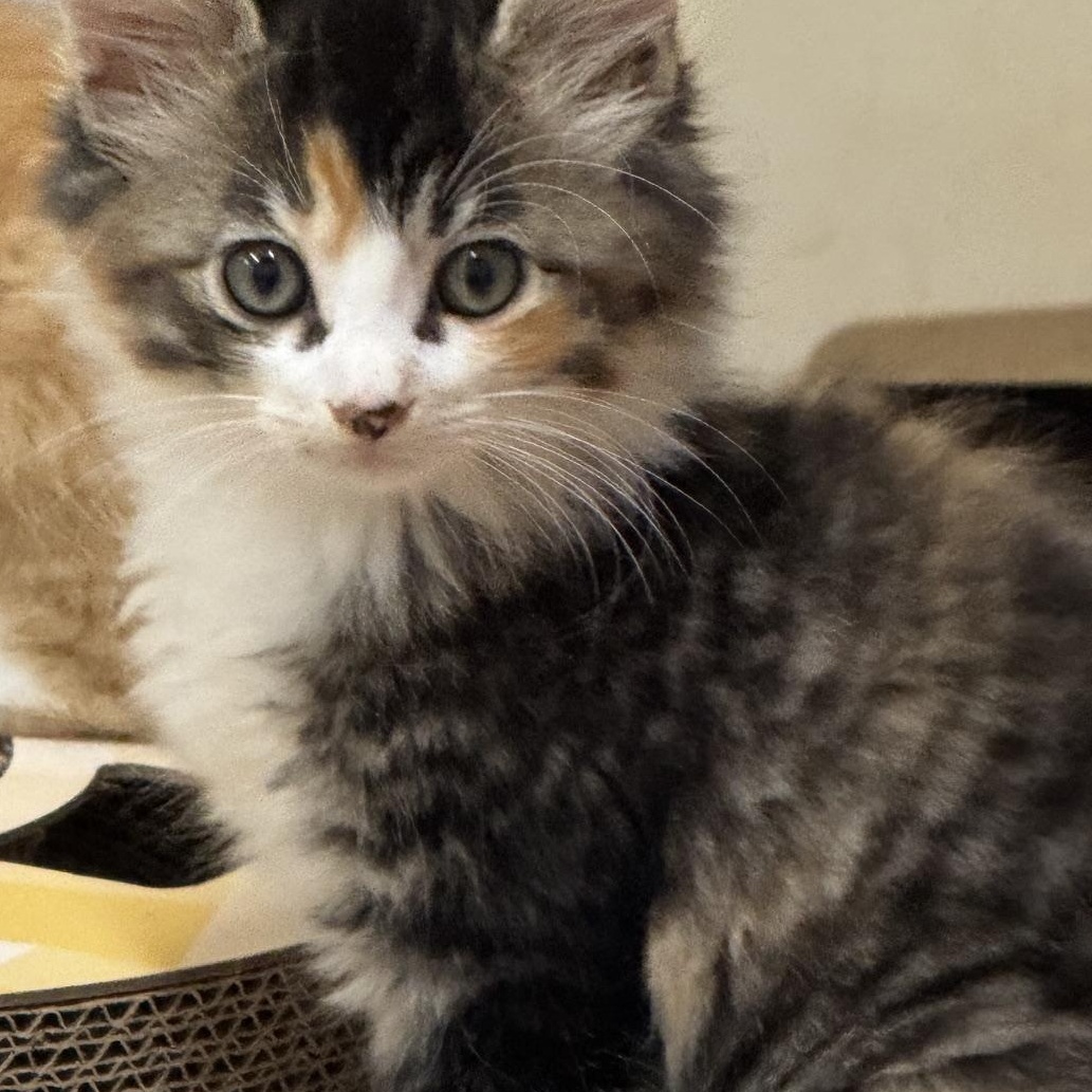 Enlarge Sunshine, a Adoptable Calico in Blairsville, GA image 1/1