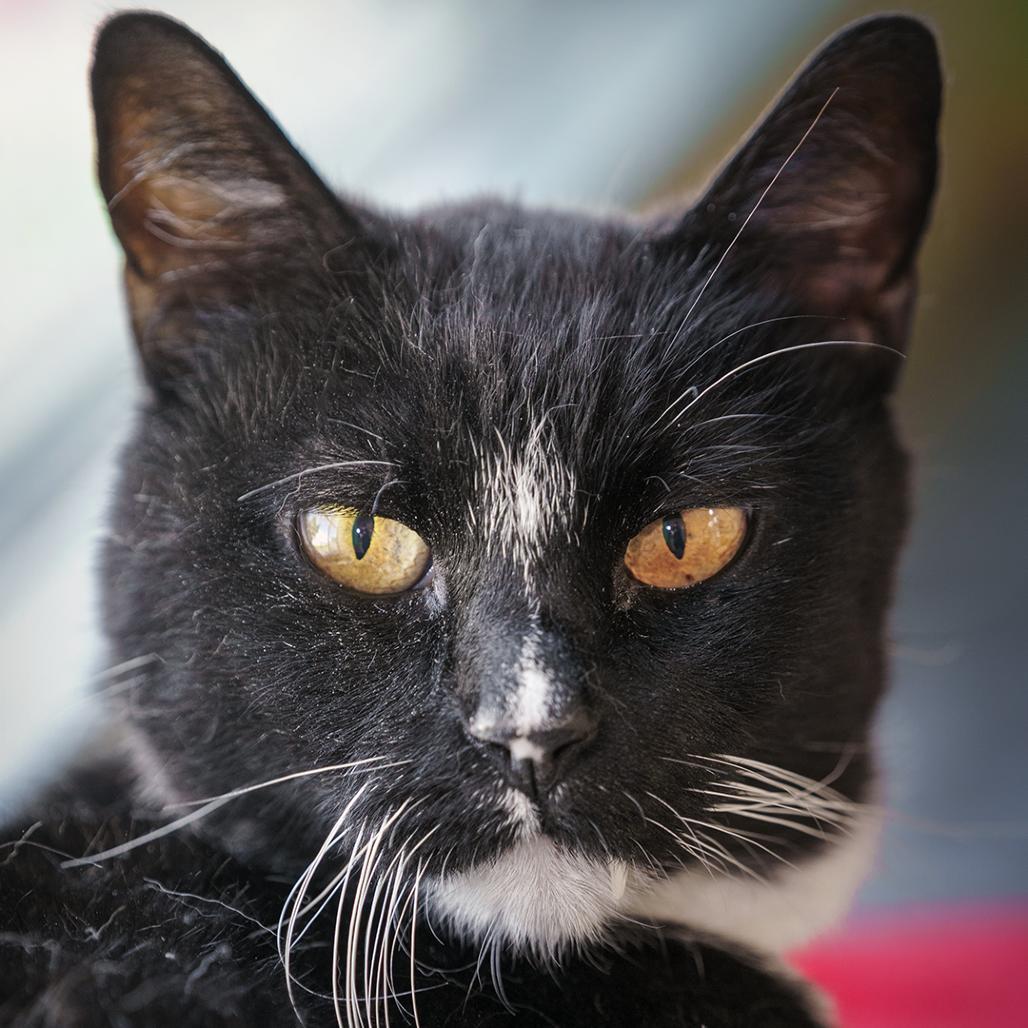 Kit Kat, Adoptable, Senior Male Domestic Short Hair.