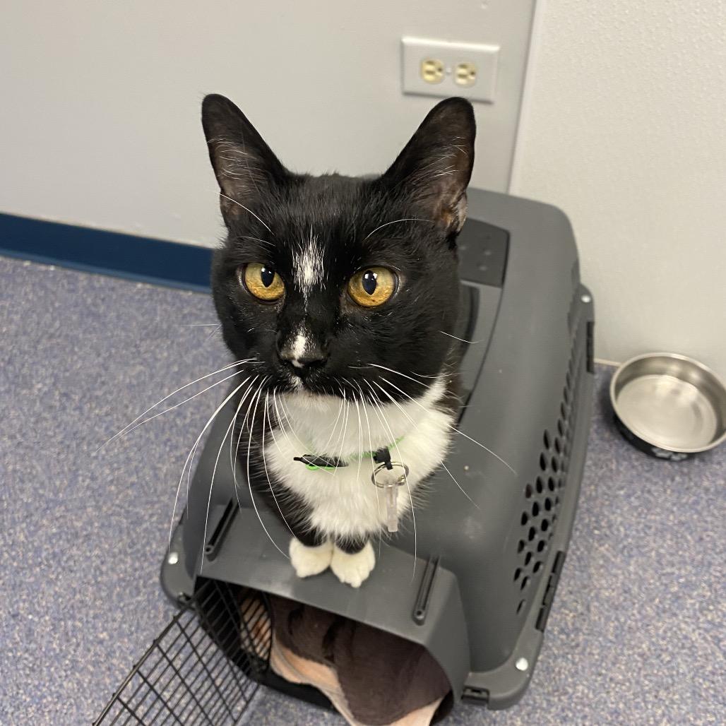 Enlarge Kit Kat, a Adoptable Domestic Short Hair in Lakewood, CO image 2/6