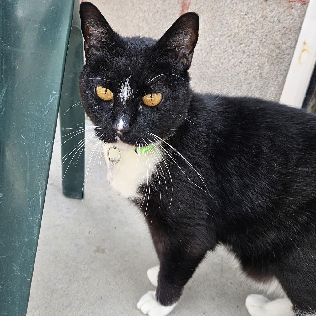Kit Kat, a Adoptable Domestic Short Hair in Lakewood, CO image 2/3