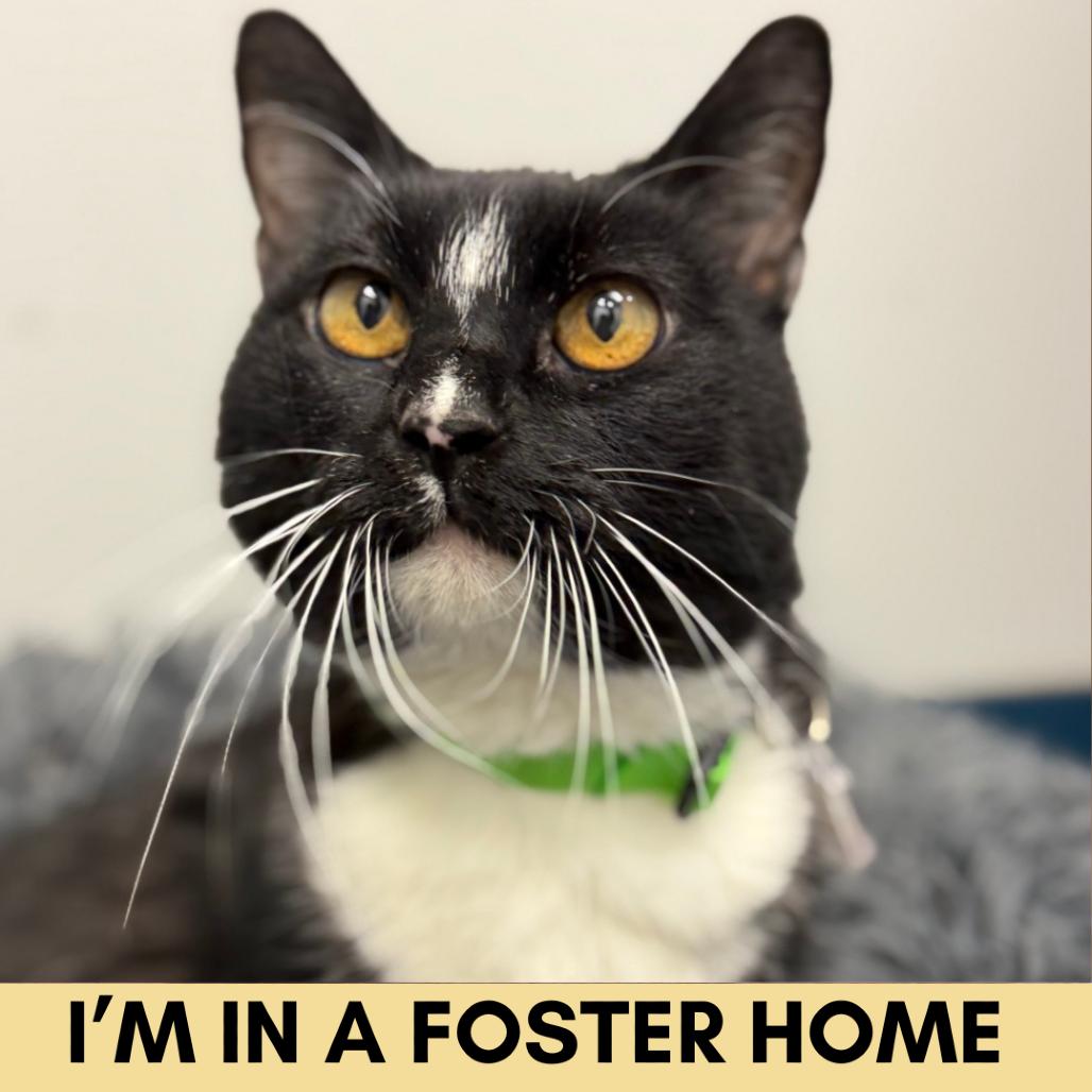 Enlarge Kit Kat, a Adoptable Domestic Short Hair in Lakewood, CO image 4/6