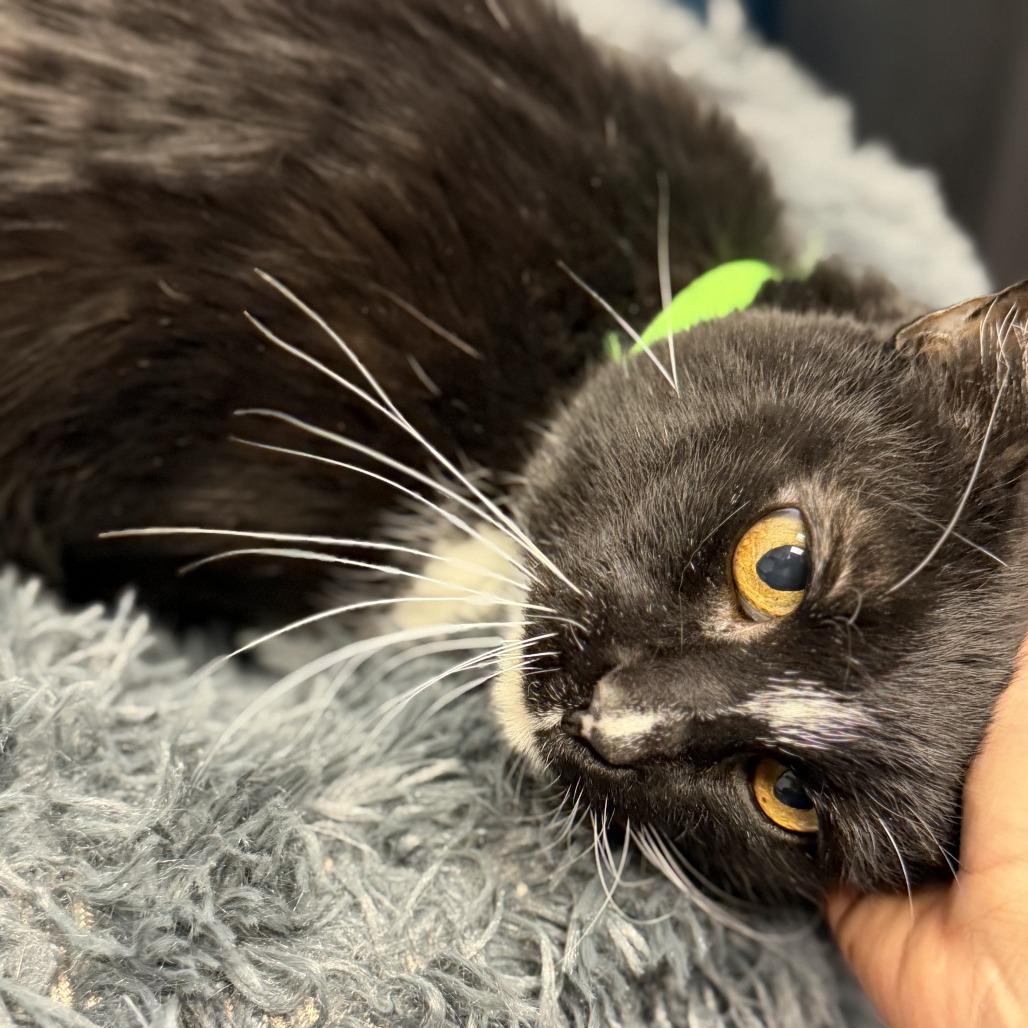 Enlarge Kit Kat, a Adoptable Domestic Short Hair in Lakewood, CO image 5/6