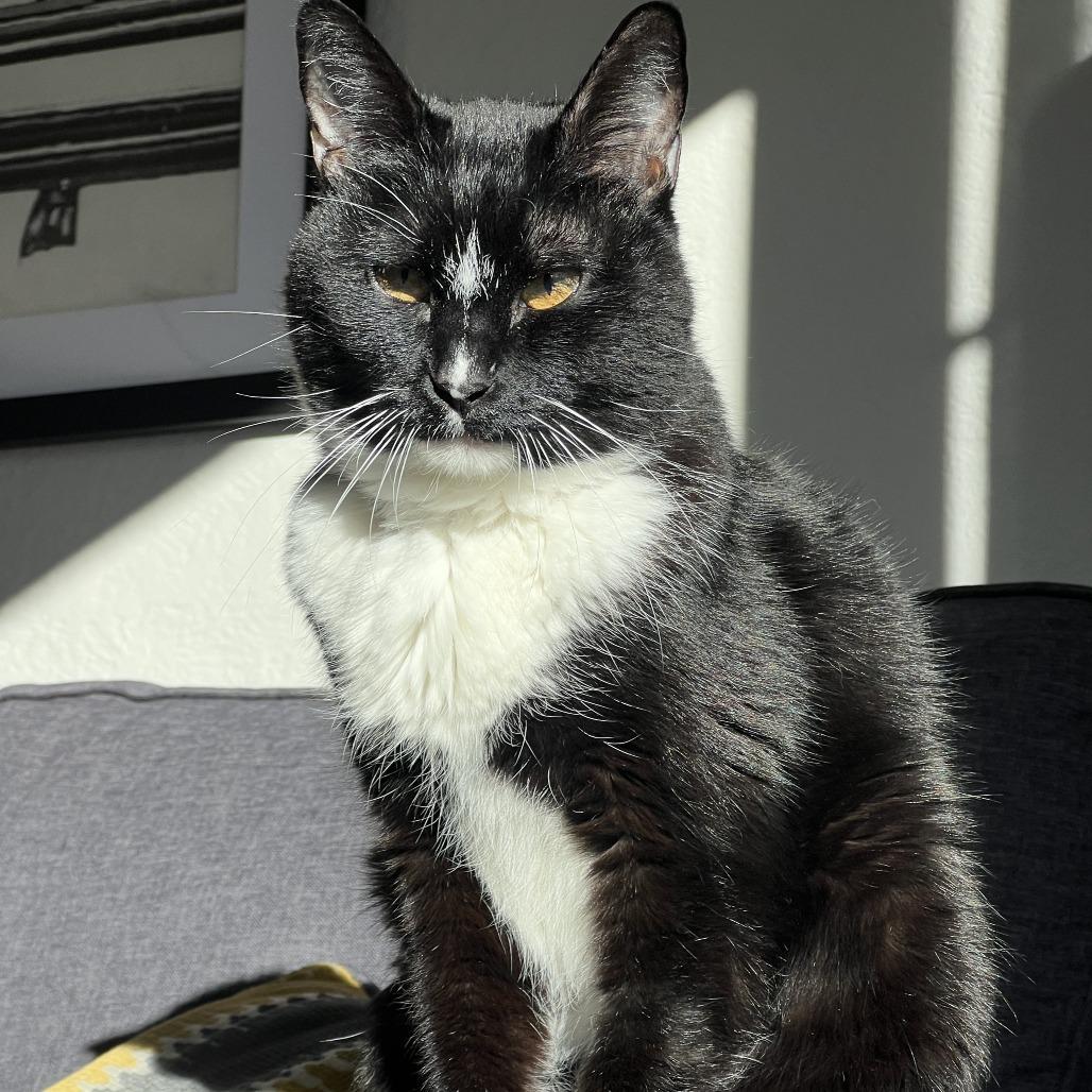 Kit Kat, a Adoptable Domestic Short Hair in Lakewood, CO image 3/3