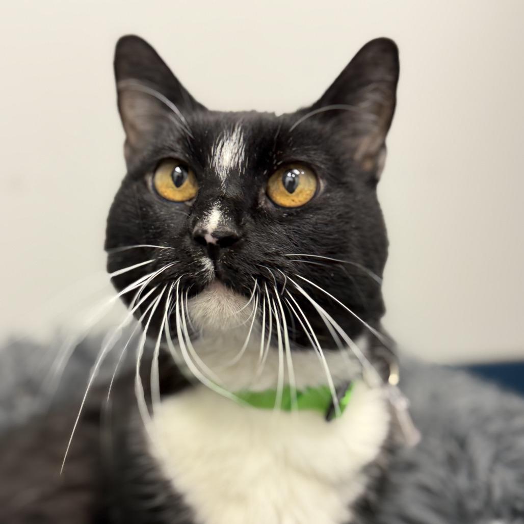 Enlarge Kit Kat, a Adoptable Domestic Short Hair in Lakewood, CO image 6/6