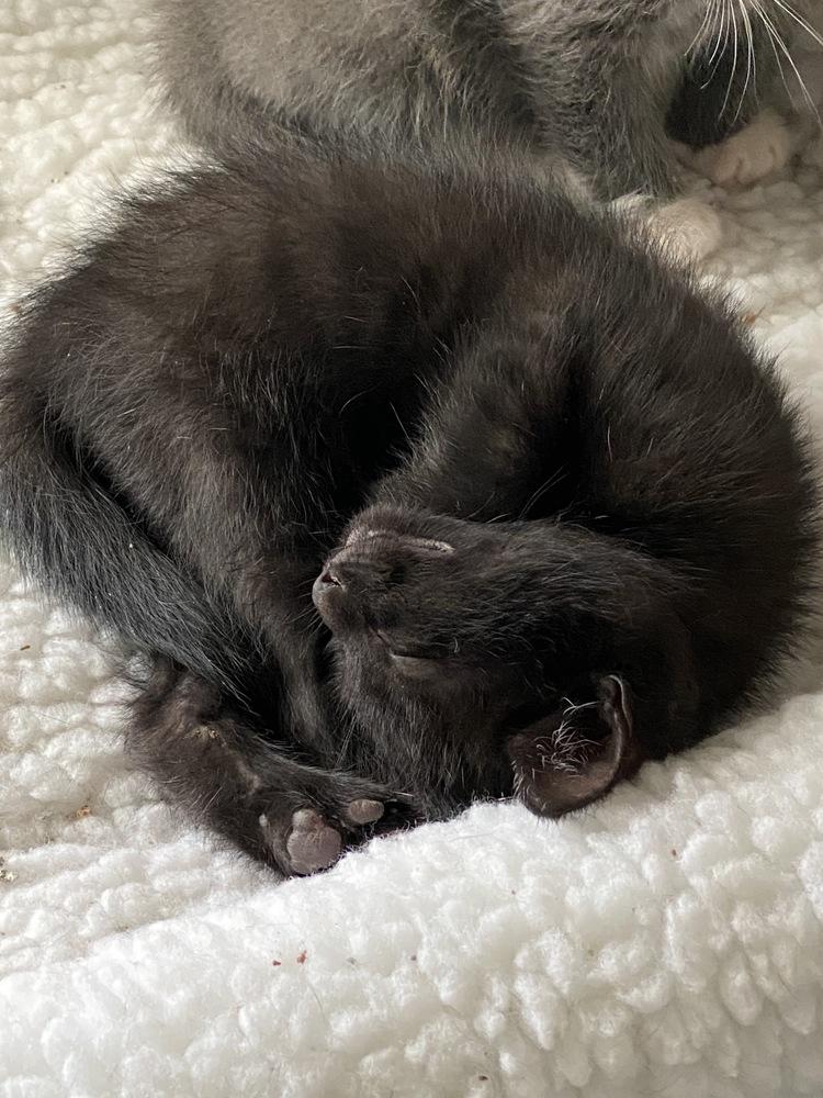 Fox, Adopted, Kitten Male Domestic Short Hair.