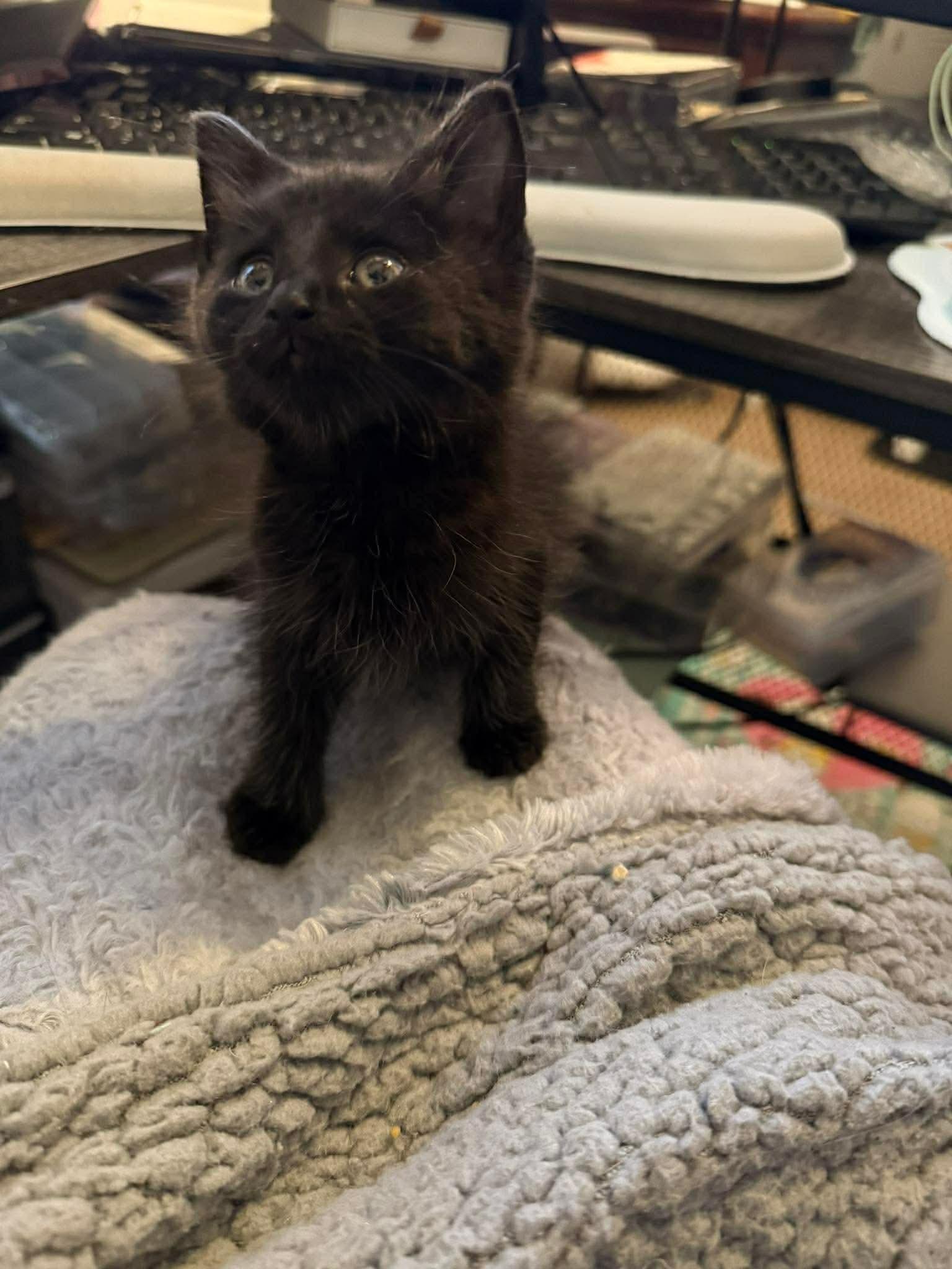 Binx photo