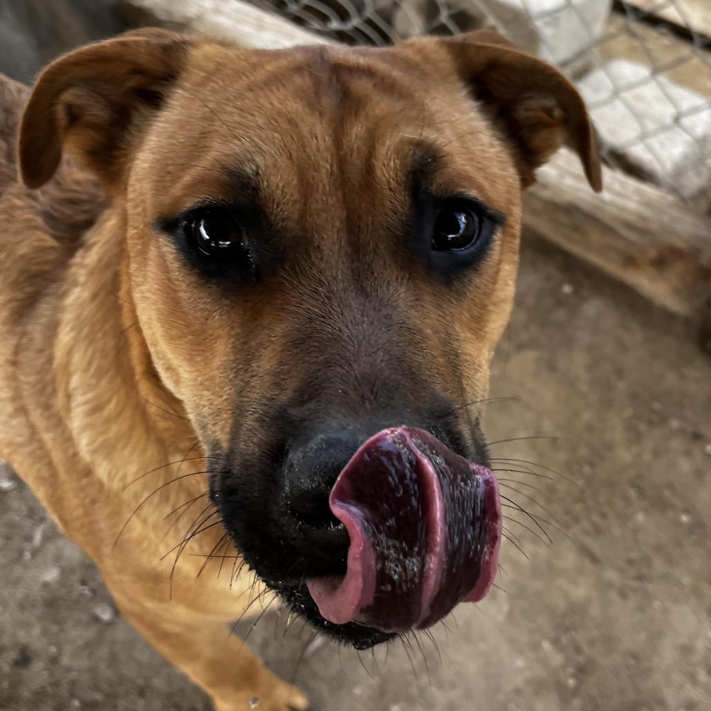 Rubble, a Adoptable mixed breed in Fallon, NV image 1/4