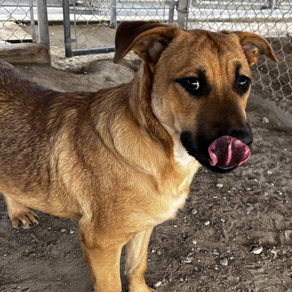 Rubble, a Adoptable mixed breed in Fallon, NV image 2/4