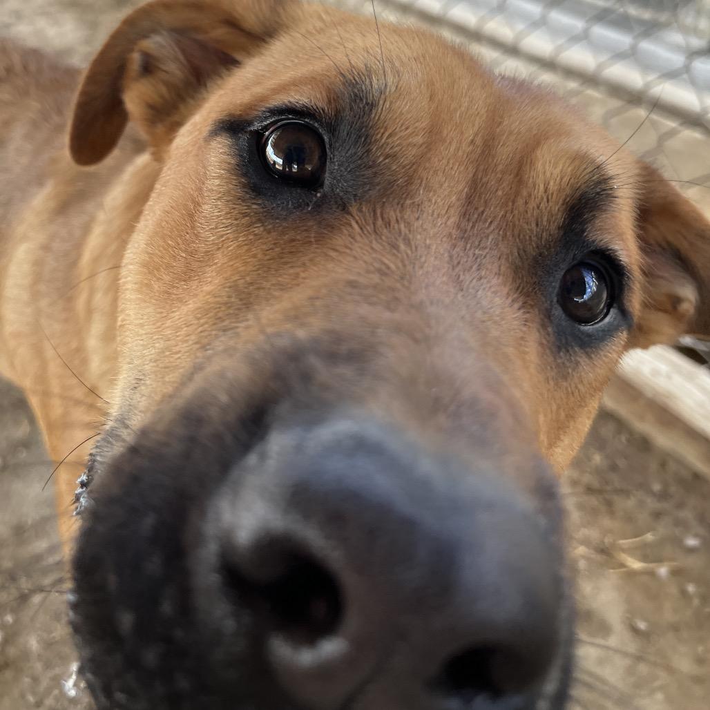 Rubble, a Adoptable mixed breed in Fallon, NV image 3/4
