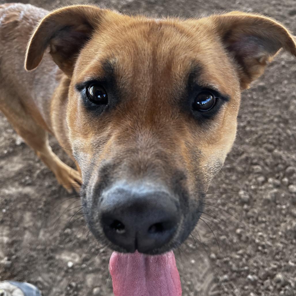 Rubble, a Adoptable mixed breed in Fallon, NV image 4/4