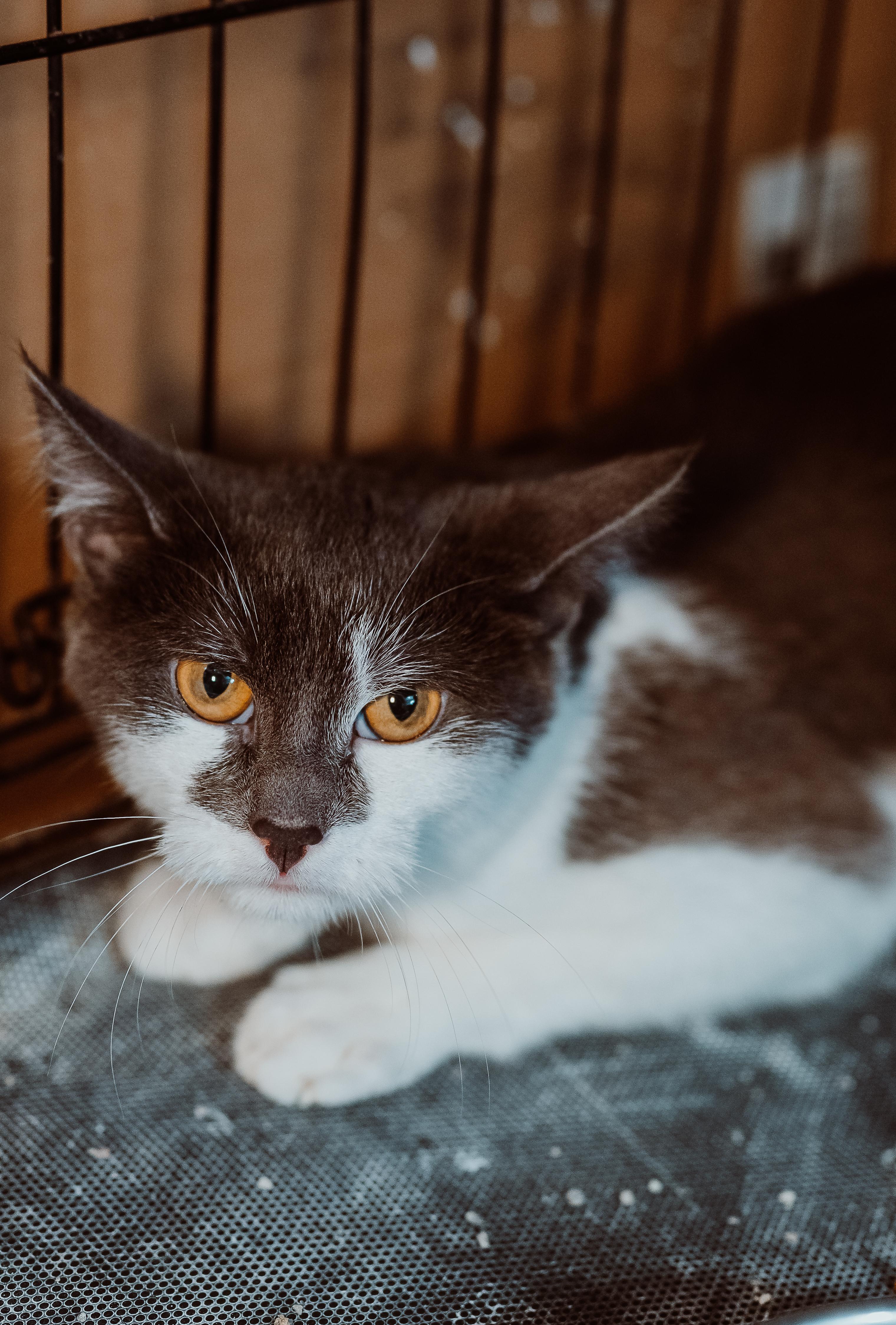 Enlarge Freddy Kruger, a ADOPTABLE Domestic Medium Hair in Le Mars, IA image 3/3