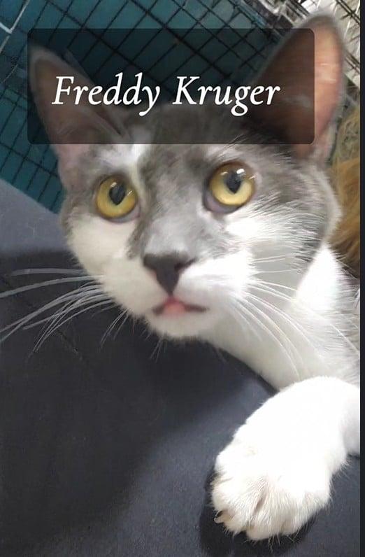 Freddy Kruger, ADOPTABLE, Kitten Male Domestic Medium Hair.