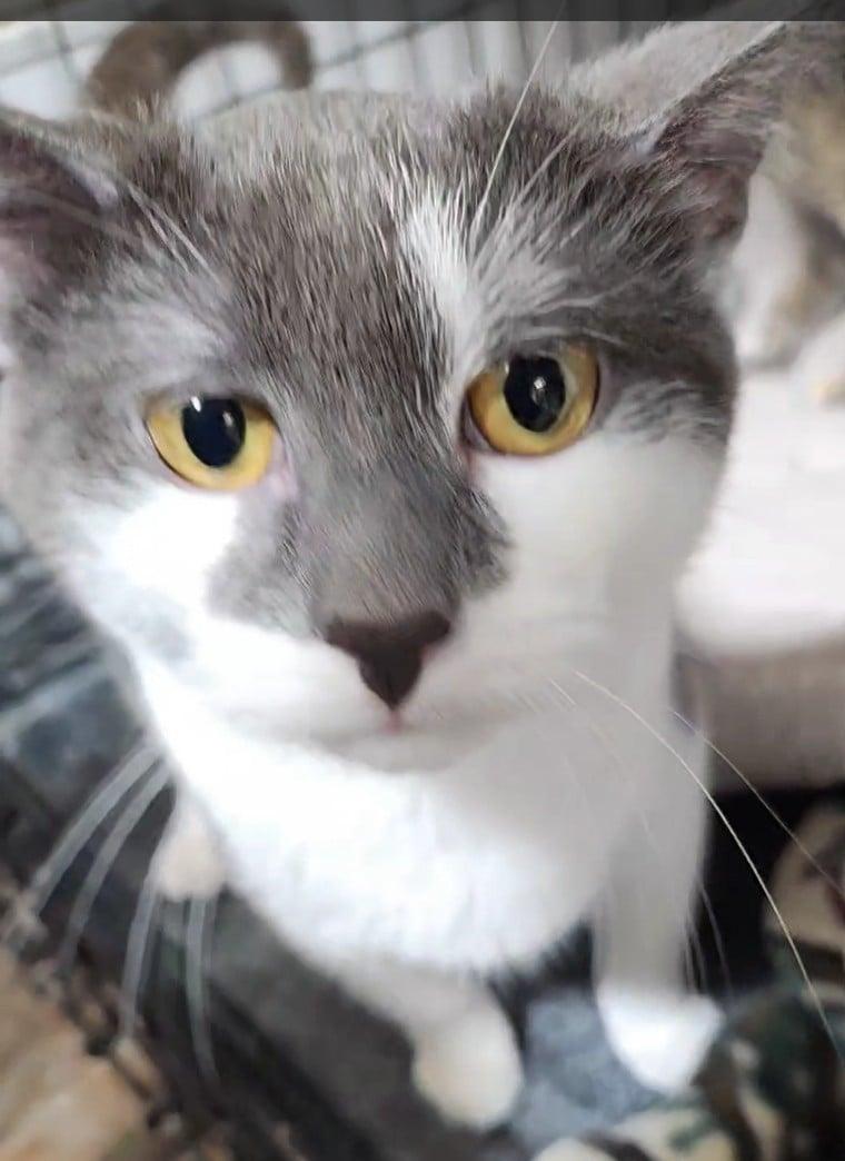 Enlarge Freddy Kruger, a ADOPTABLE Domestic Medium Hair in Le Mars, IA image 2/3