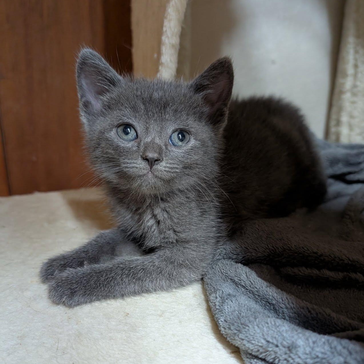 Penelope, Baby Female Domestic Short Hair