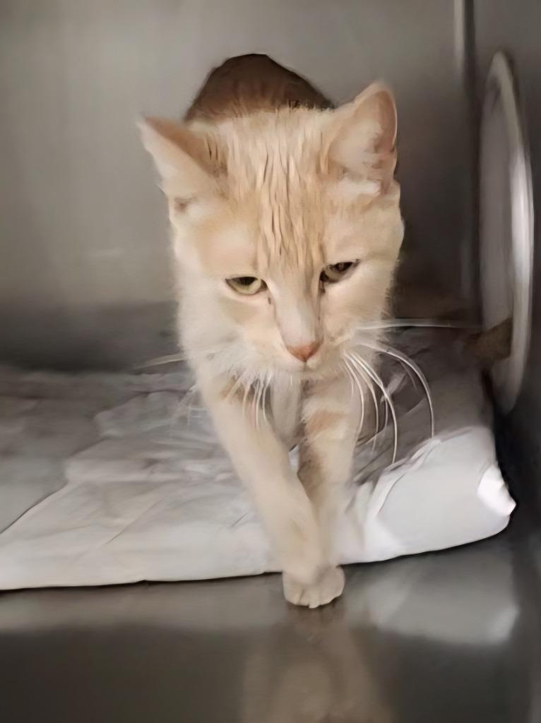 Ivory, Adoptable, Adult Female Domestic Short Hair.