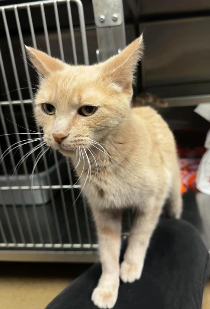 Enlarge Ivory, a Adoptable mixed breed in Grand Forks, ND image 2/3