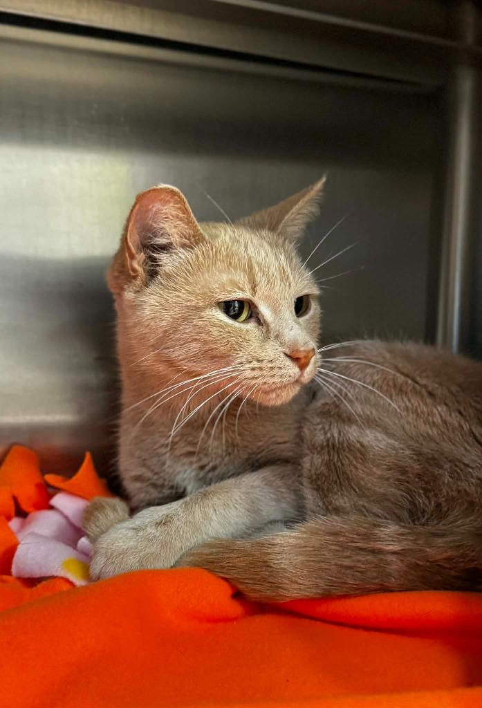 Enlarge Ivory, a Adoptable mixed breed in Grand Forks, ND image 3/3