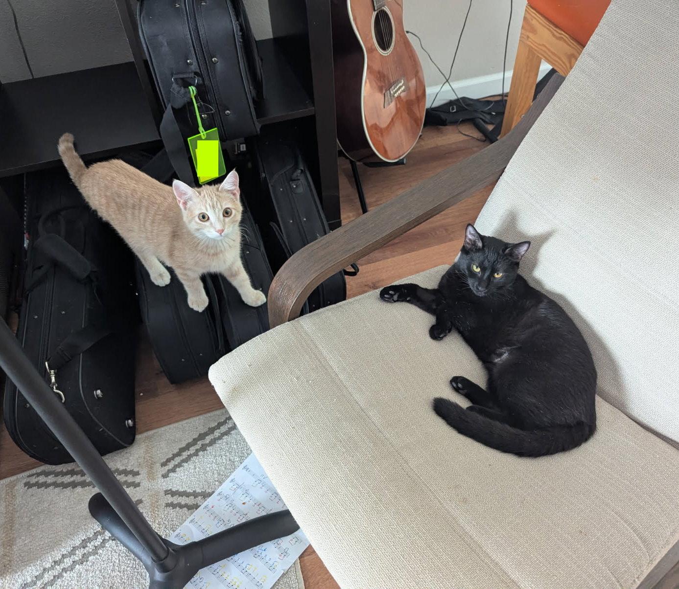 Chester, a Adoptable Domestic Short Hair in Fairview Heights, IL image 4/6