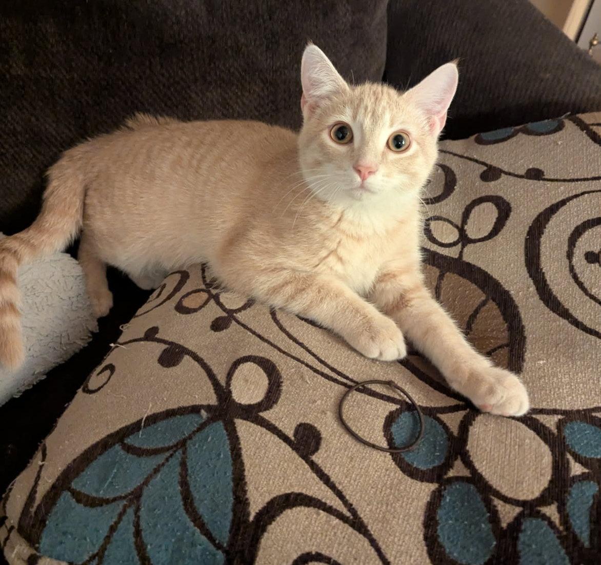 Chester, Adoptable, Kitten Male Domestic Short Hair.