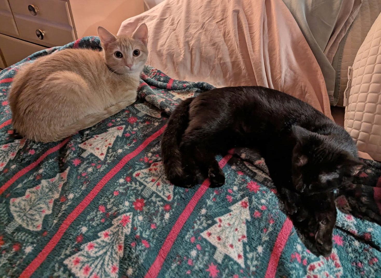 Chester, a Adoptable Domestic Short Hair in Fairview Heights, IL image 6/6