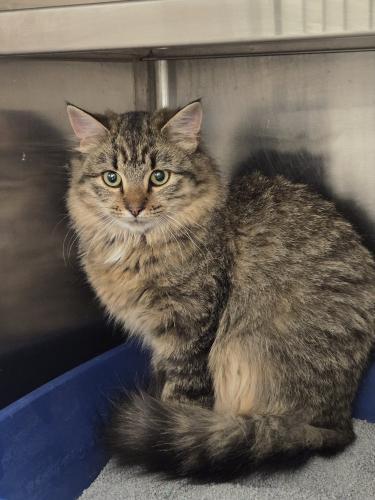 Yzma, Adoptable, Young Female Tabby.