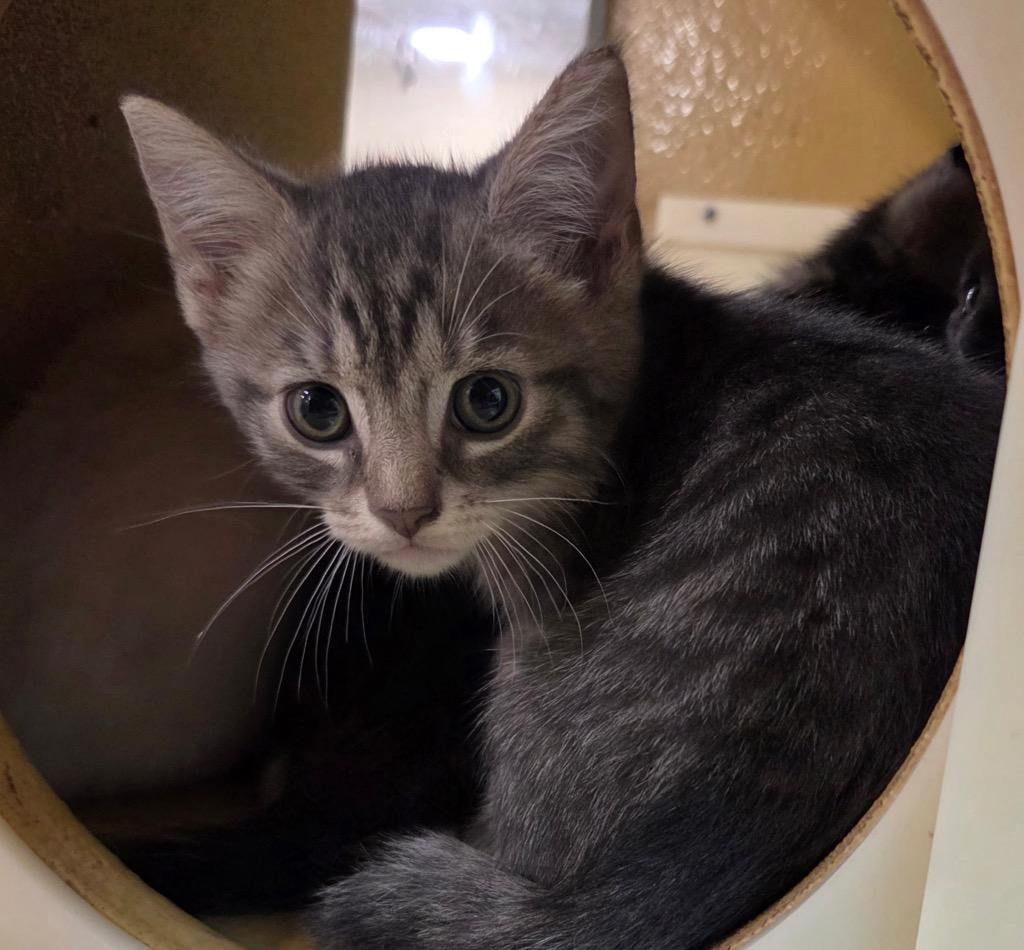 Chevy, Adoptable, Kitten Male Domestic Short Hair.