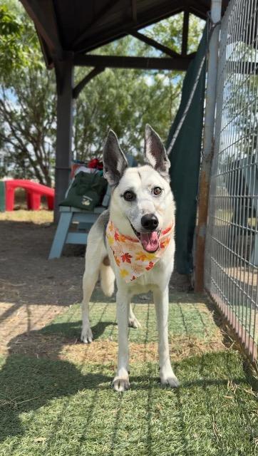 Guppy, Adoptable, Senior Male Shepherd & Terrier.