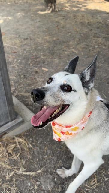 Enlarge Guppy, a Adoptable mixed breed in New Braunfels, TX image 2/5