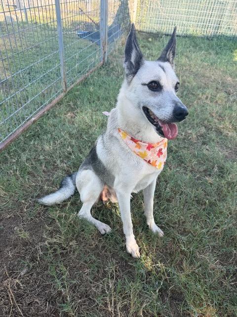 Enlarge Guppy, a Adoptable mixed breed in New Braunfels, TX image 3/5