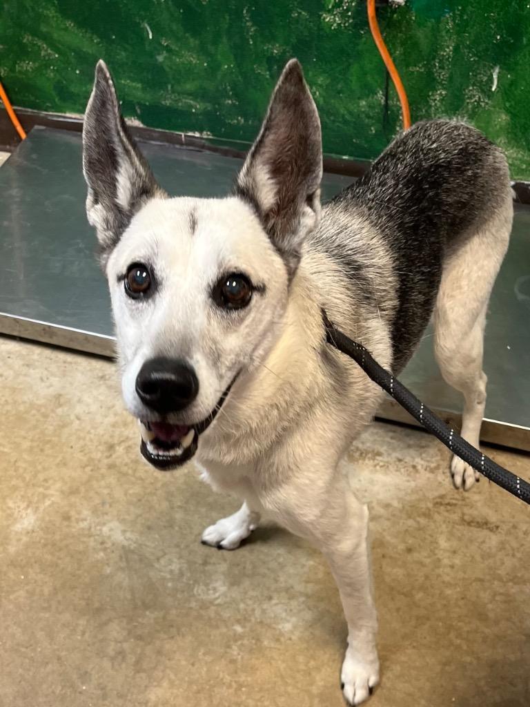 Enlarge Guppy, a Adoptable mixed breed in New Braunfels, TX image 4/5