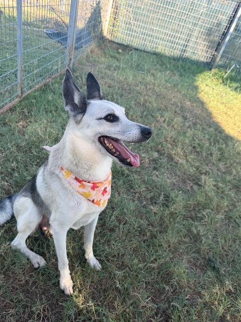 Enlarge Guppy, a Adoptable mixed breed in New Braunfels, TX image 5/5