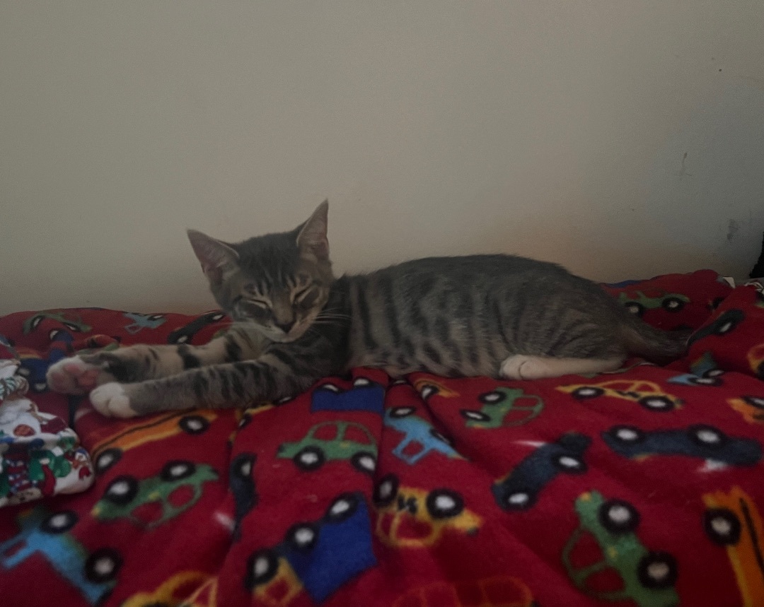 Enlarge Batman, a Adopted Domestic Short Hair in Media, PA image 1/3