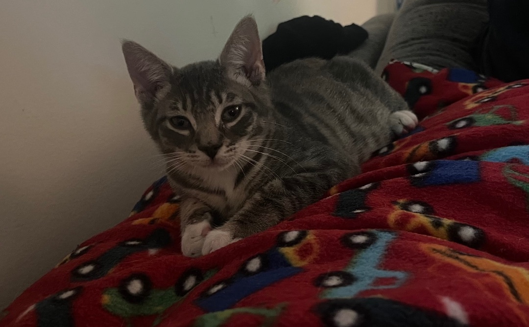 Enlarge Batman, a Adopted Domestic Short Hair in Media, PA image 2/3