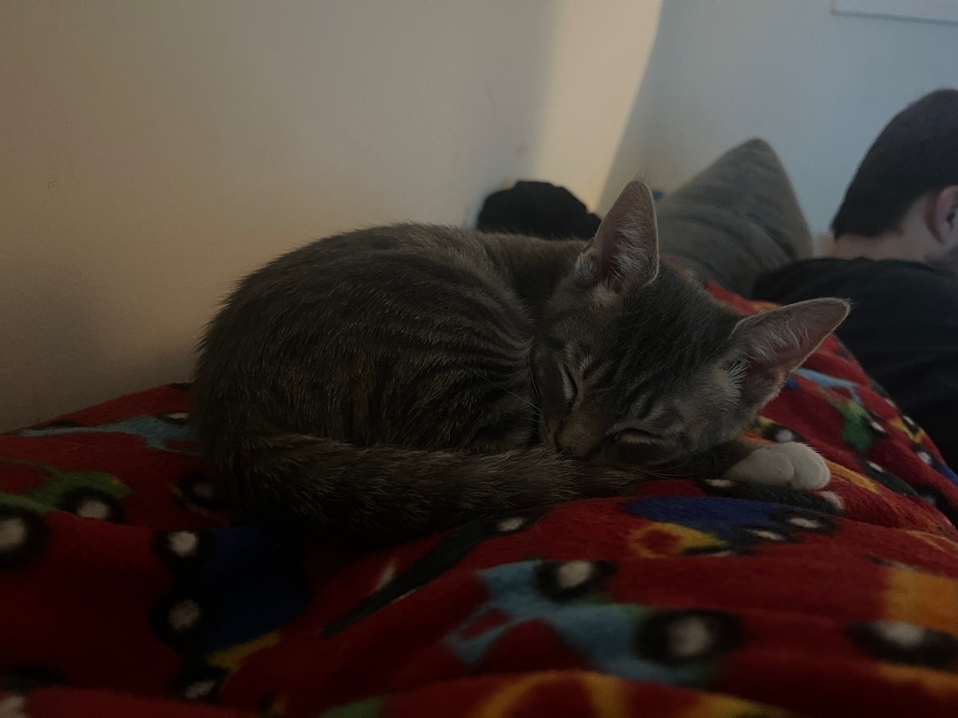 Enlarge Batman, a Adopted Domestic Short Hair in Media, PA image 3/3