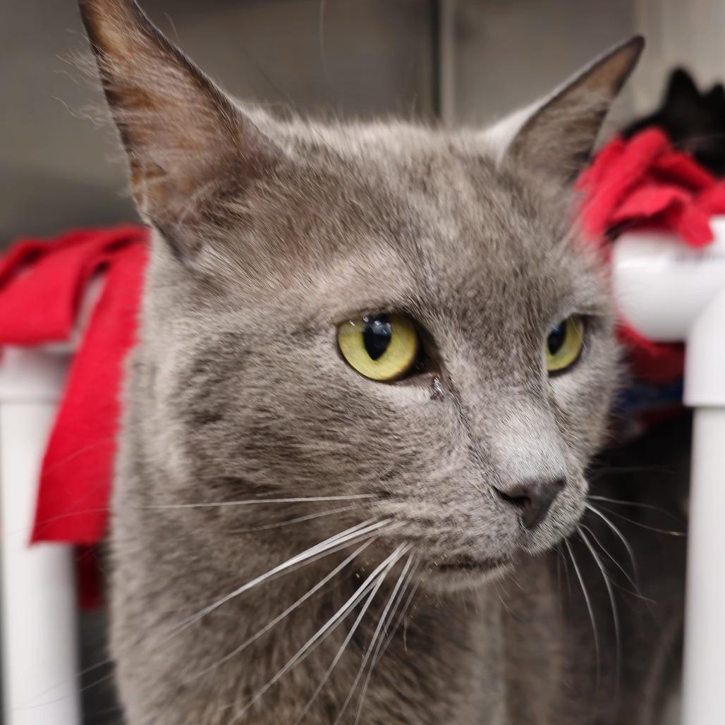 Adso — thumbnail 2