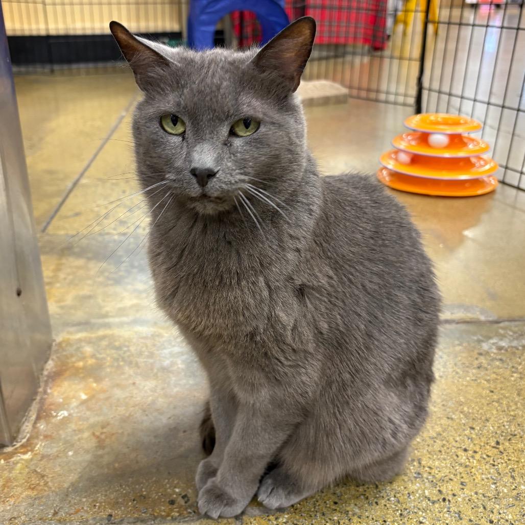 Adso — thumbnail 3