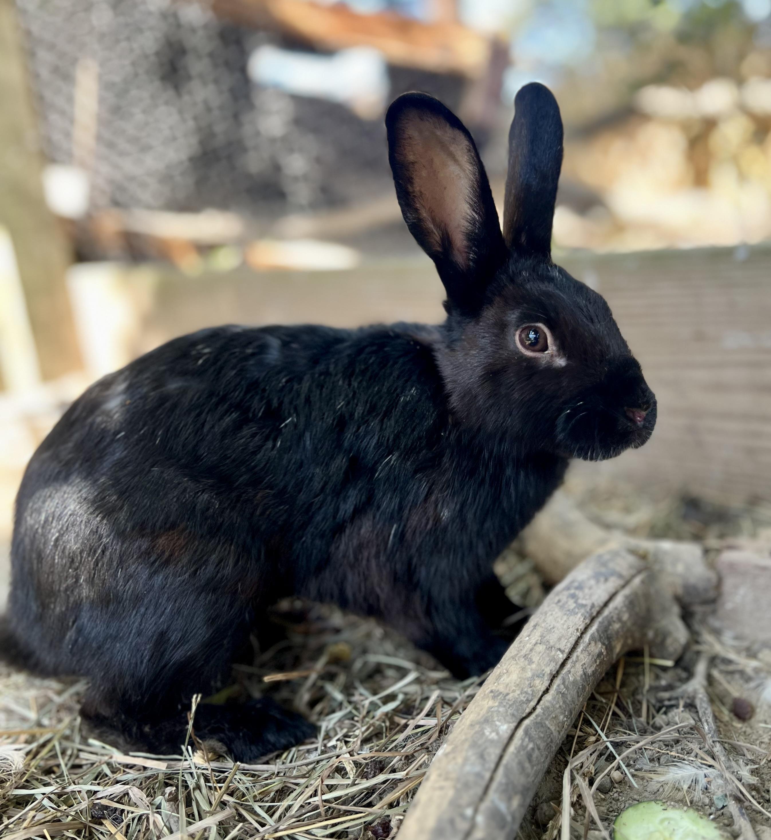 Enlarge shadow, a Adoptable mixed breed in Matthews, IN image 4/5