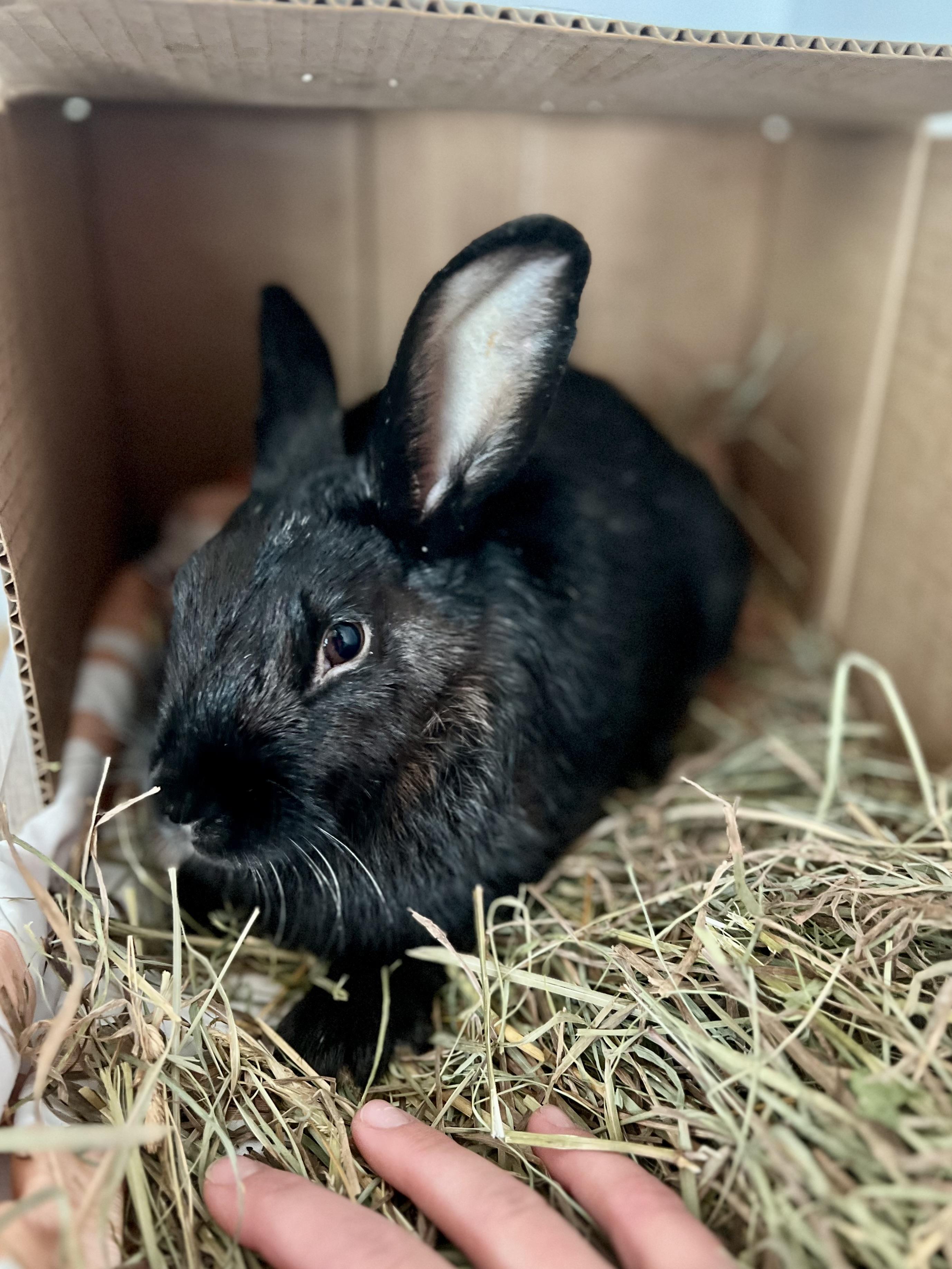 Enlarge shadow, a Adoptable mixed breed in Matthews, IN image 2/5
