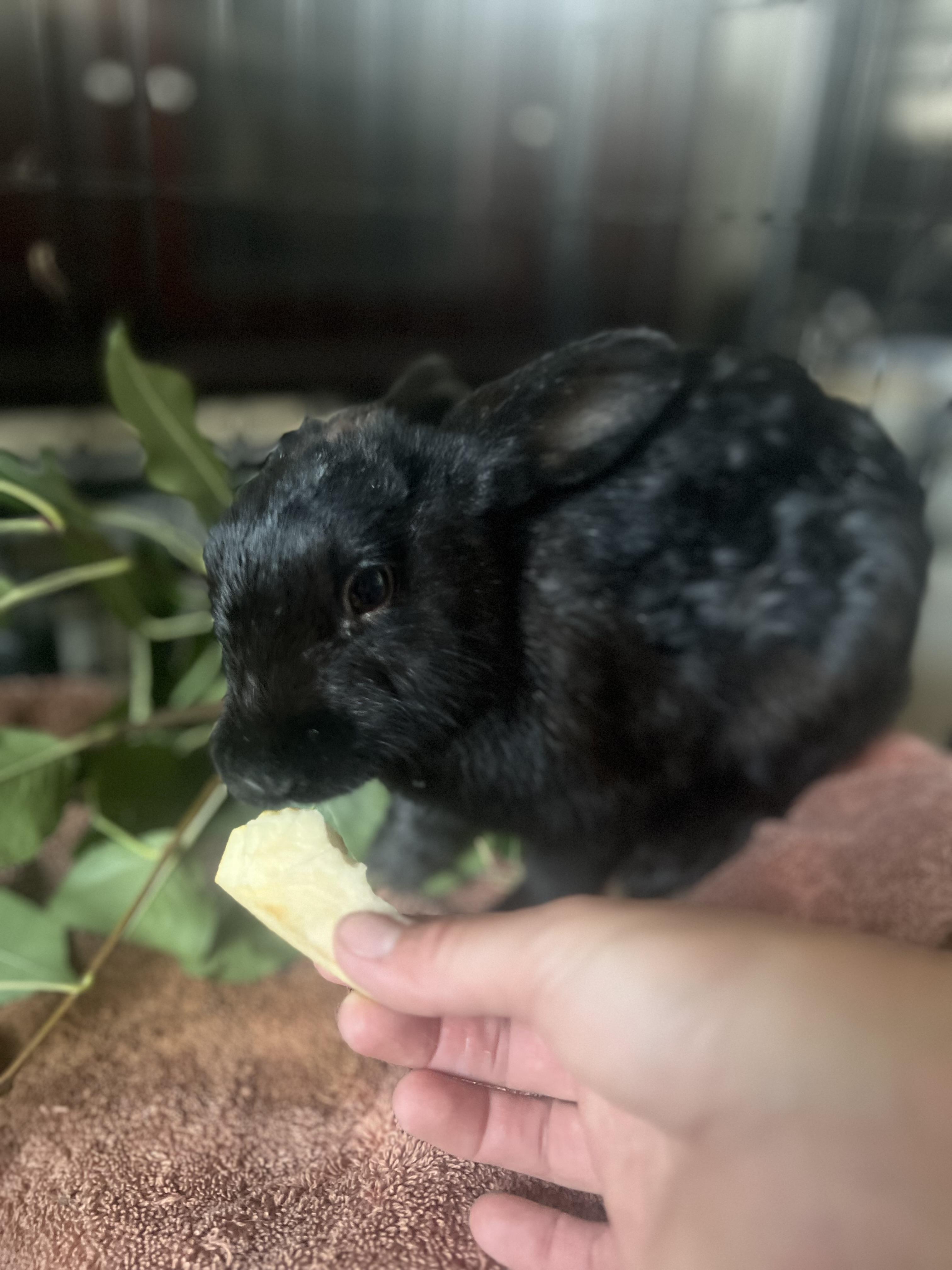 Enlarge shadow, a Adoptable mixed breed in Matthews, IN image 5/5