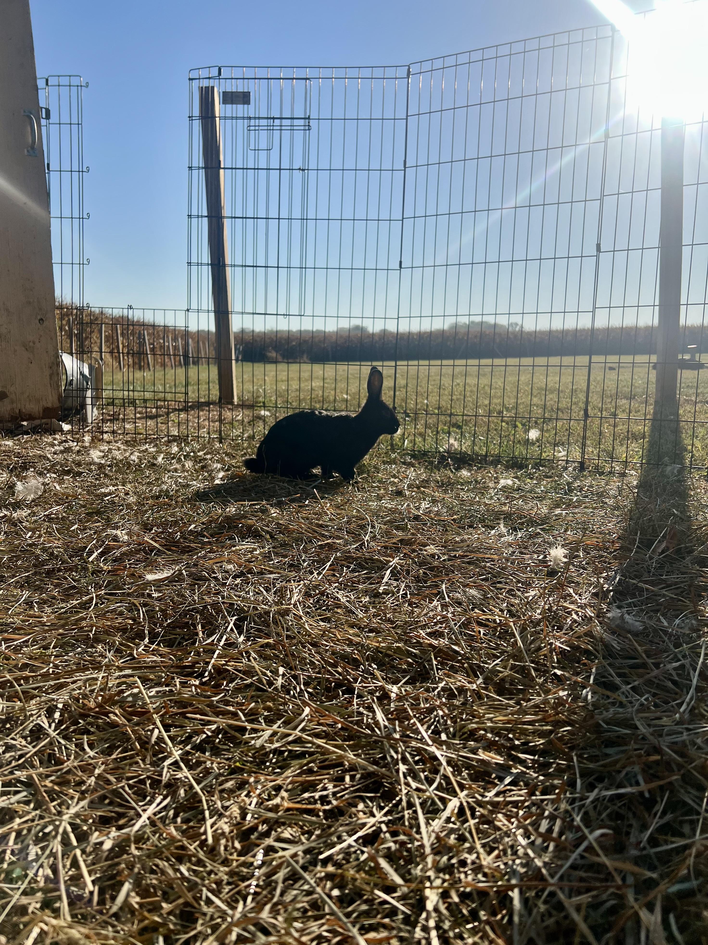 Enlarge shadow, a Adoptable mixed breed in Matthews, IN image 3/5