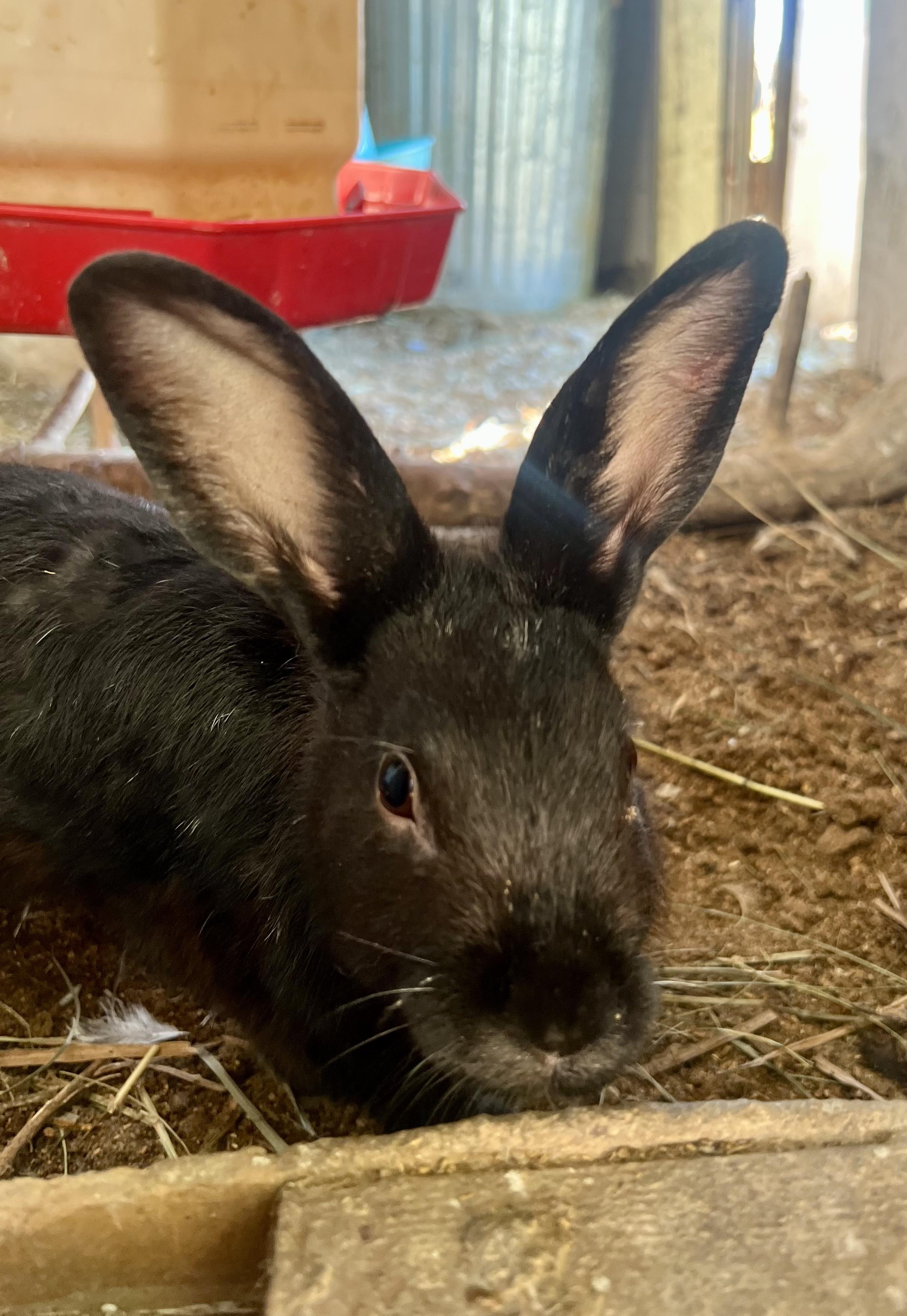 Mixy Rabbits Rabbit for adoption - shadow, a Bunny Rabbit Mix in Matthews, IN ...