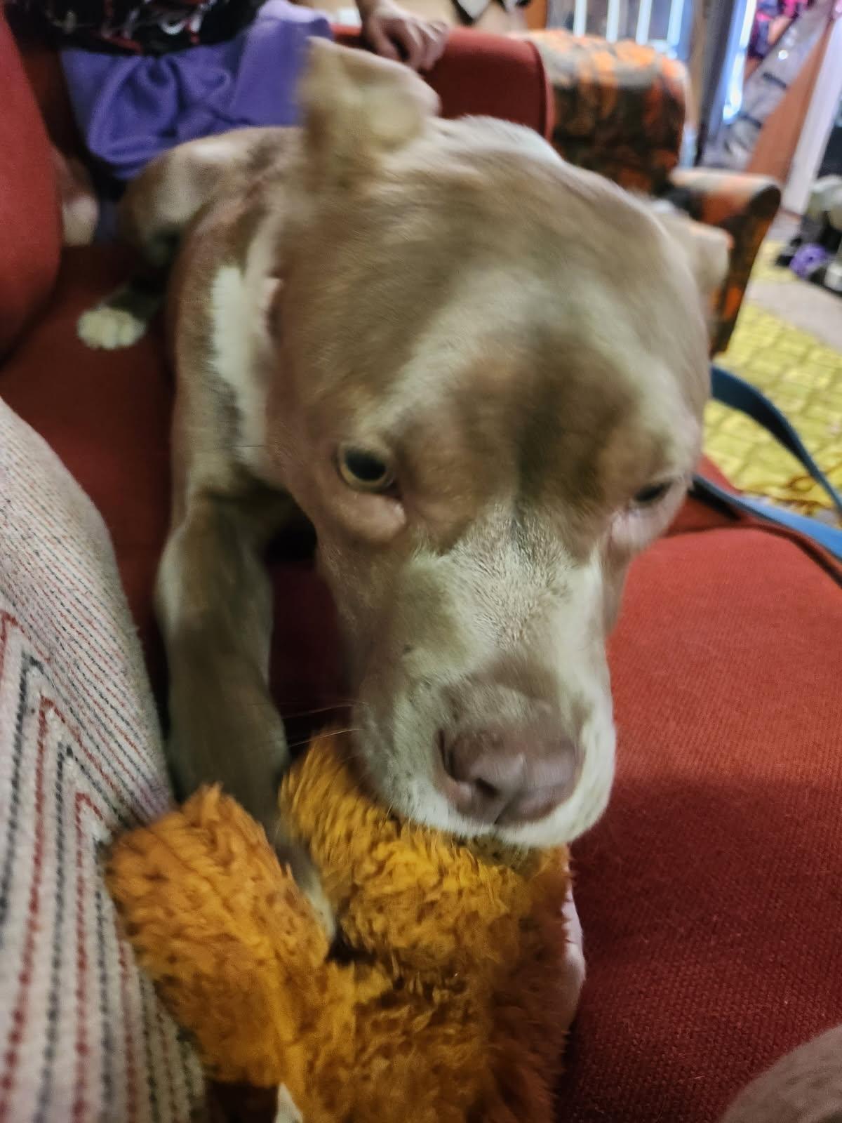 Goose, Adopted, Adult Male Pit Bull Terrier.