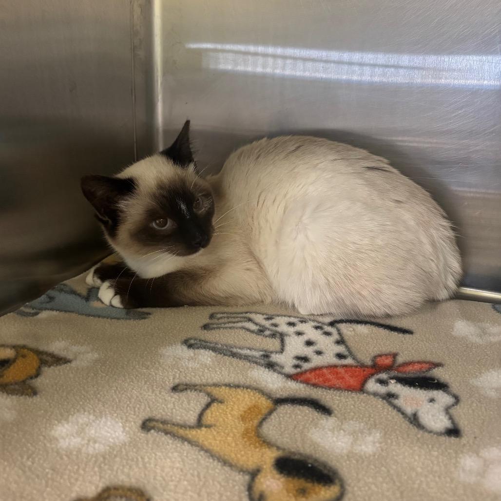 Katie, Adoptable, Kitten Female Siamese.