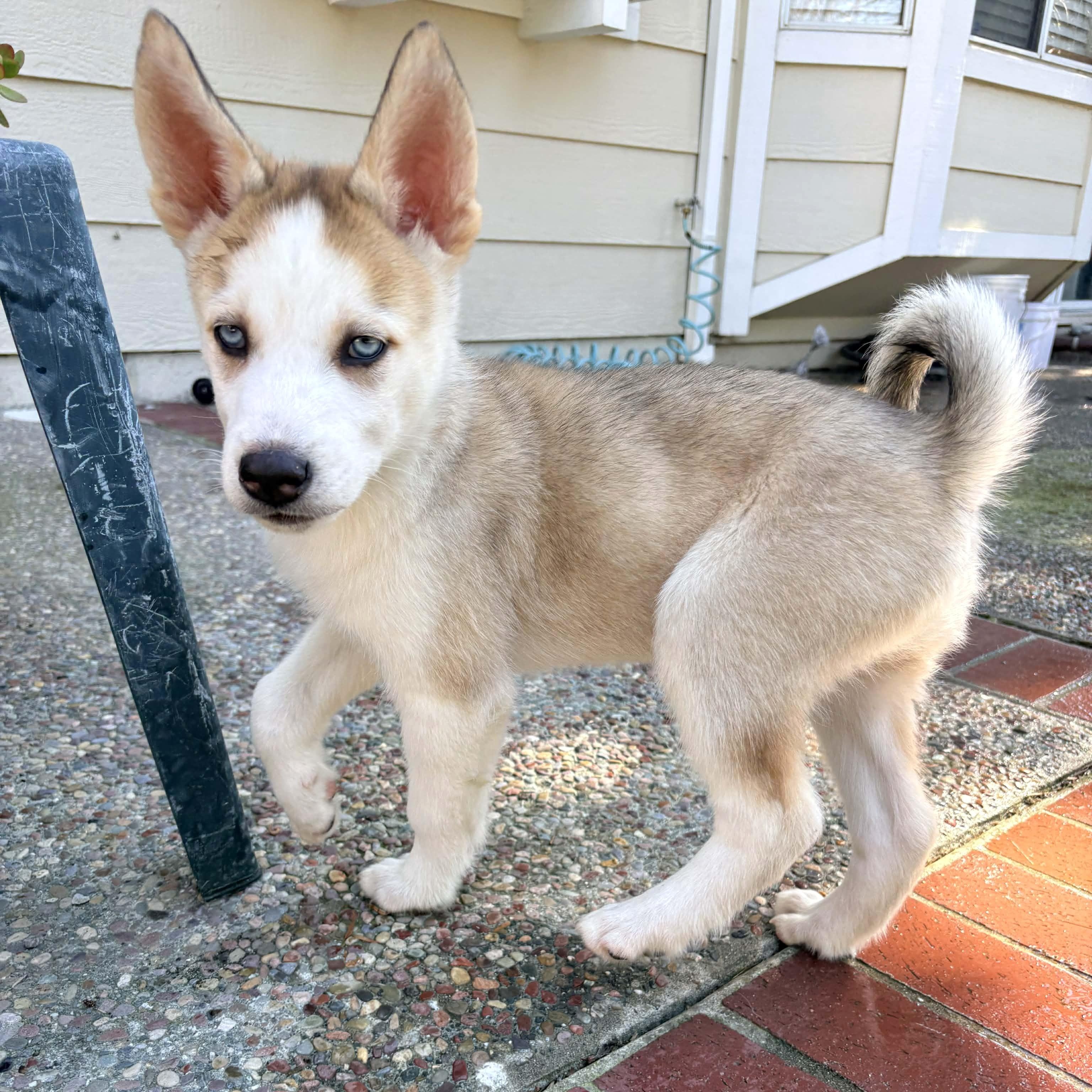 Enlarge Cheddar, an adopted Siberian Husky in Redwood City , CA image 1/5