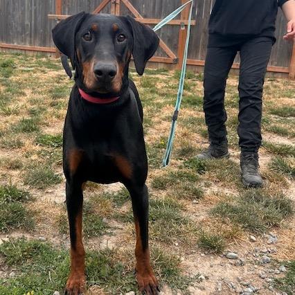 Enlarge Ember, a ADOPTABLE Doberman Pinscher in Port Angeles, WA image 1/1