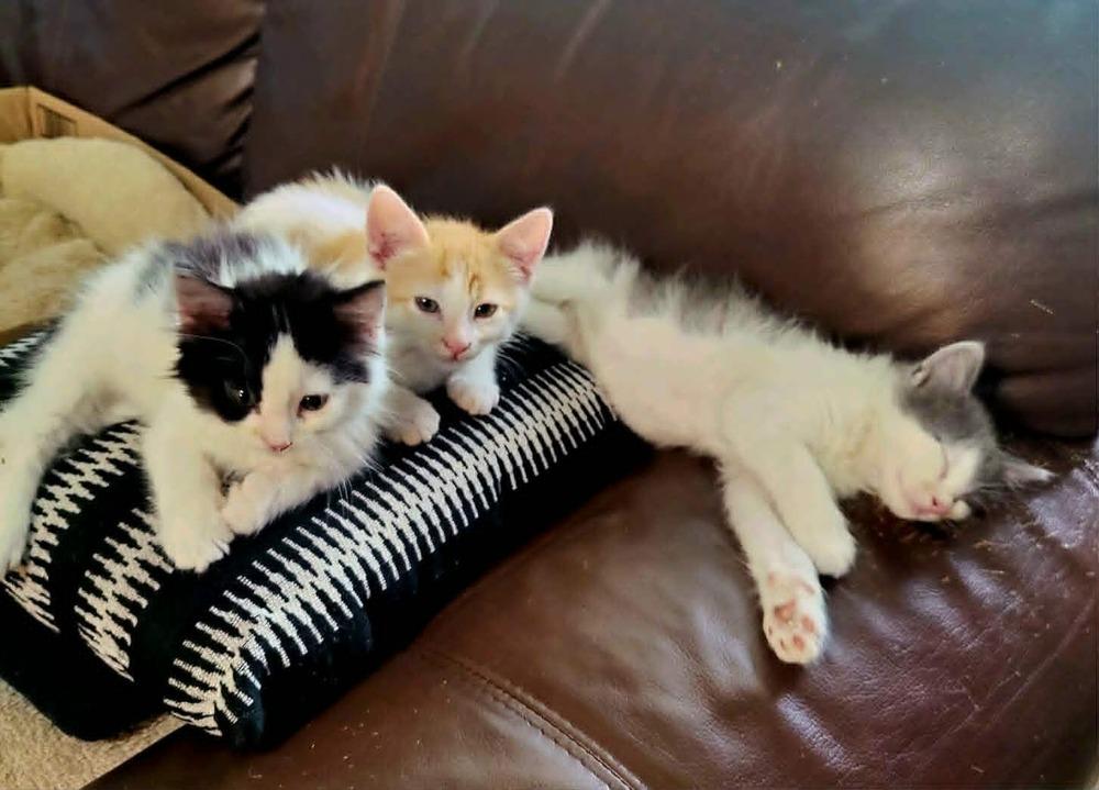 Pearl, Adoptable, Kitten Female Domestic Long Hair.