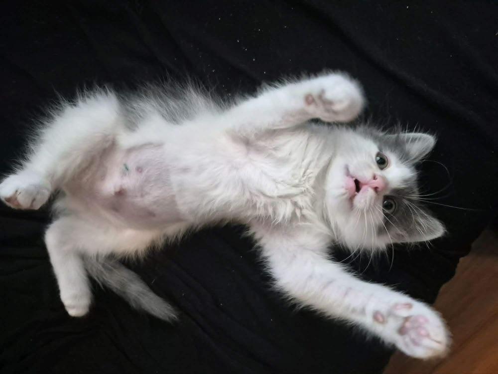 Enlarge Pearl, a Adoptable Domestic Long Hair in Emporia, KS image 2/4