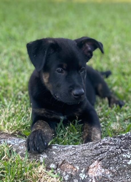 Dorito, Adoptable, Puppy Male Husky.