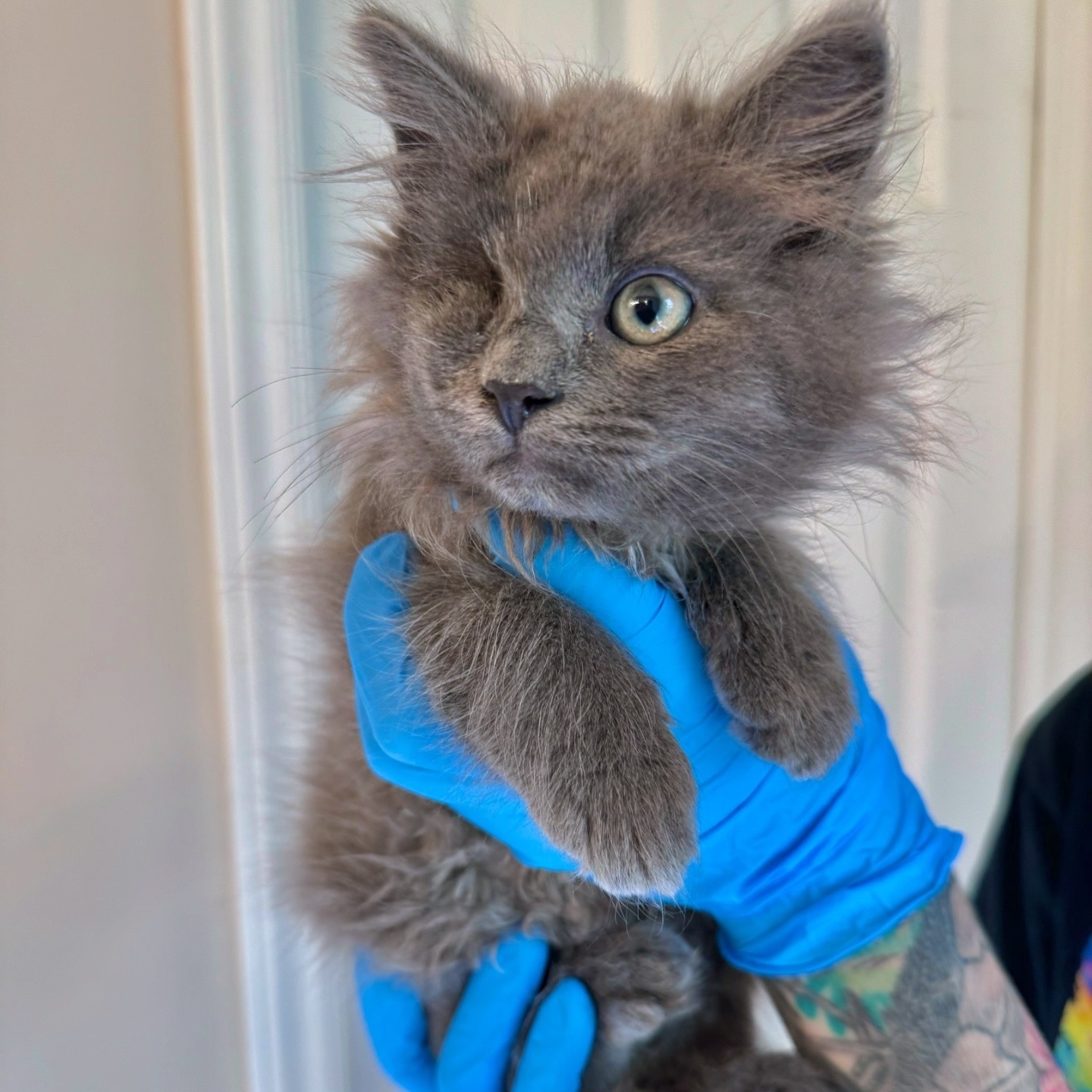 Big Mac, Adopted, Kitten Male Domestic Long Hair & Russian Blue.