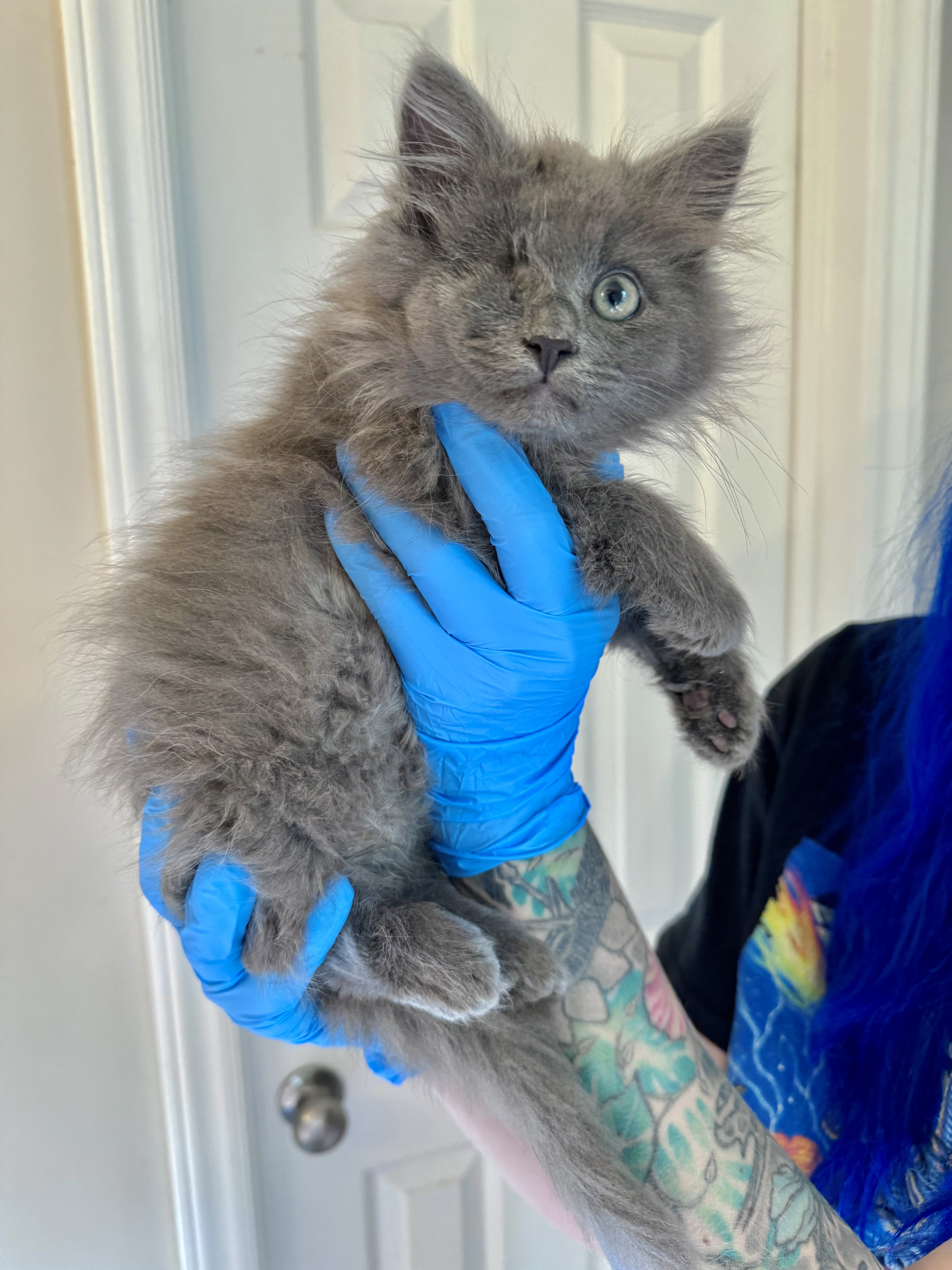 Enlarge Big Mac, a Adopted mixed breed in Charlotte, NC image 2/3